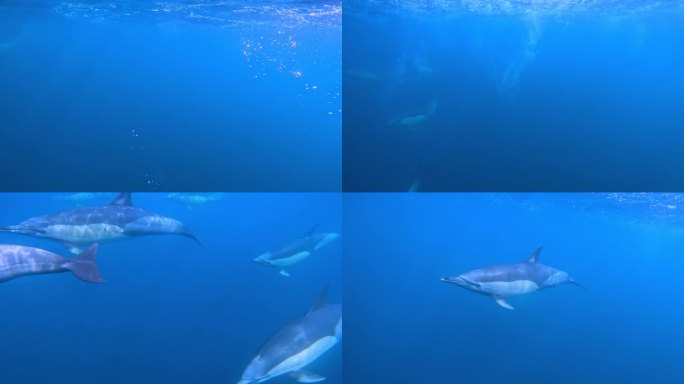 一群海豚在镜头前快速移动，吹着口哨，发出回声定位声