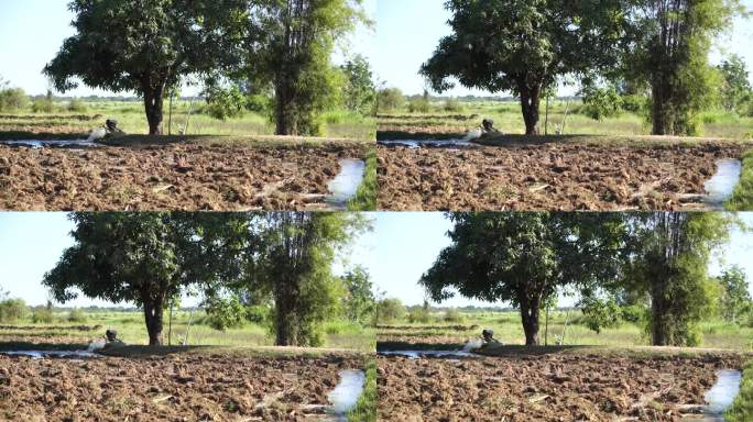 农民的耕种季节，农民正在把水抽到稻田里。
