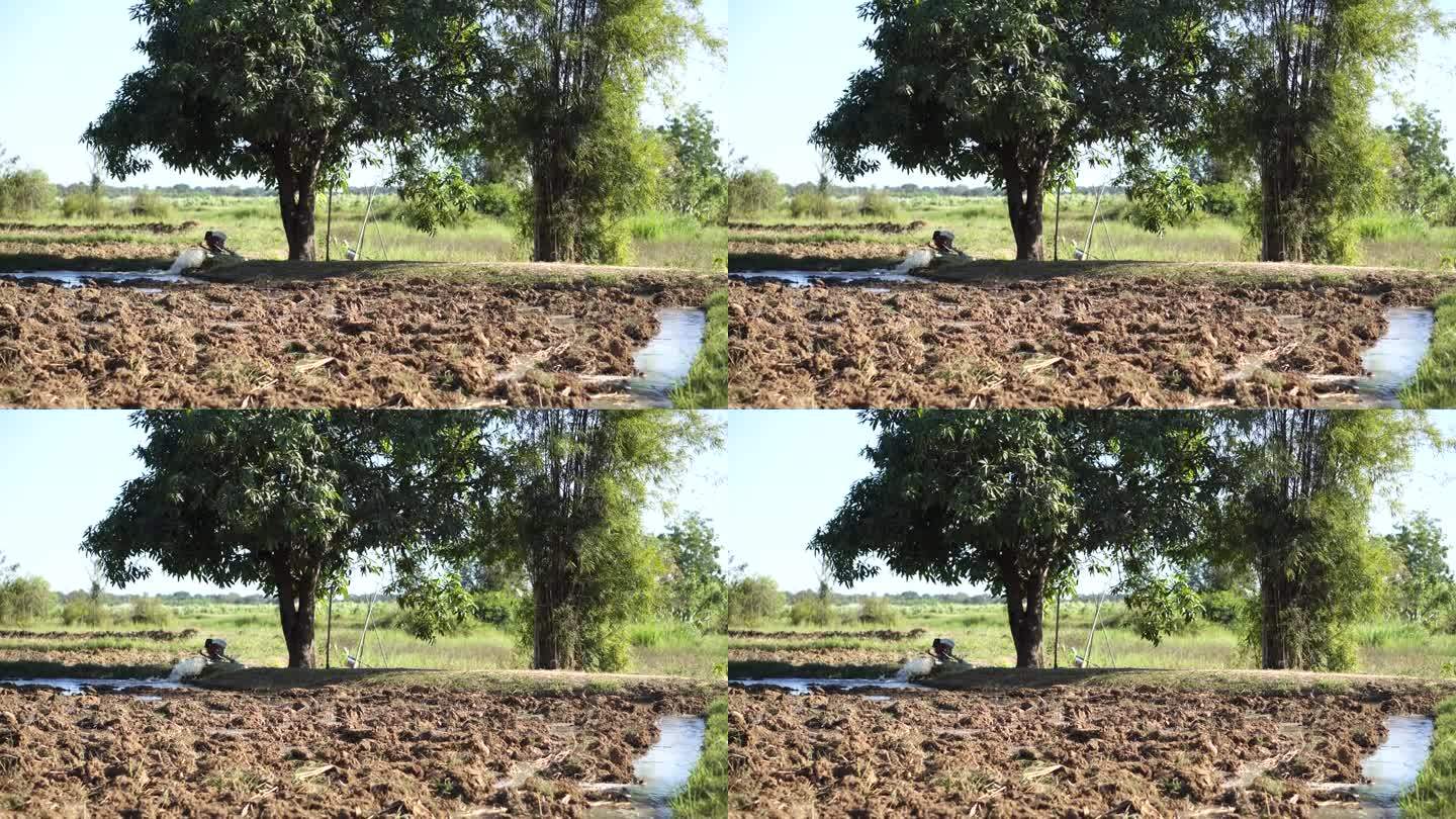 农民的耕种季节，农民正在把水抽到稻田里。