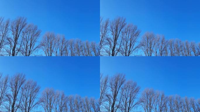 没有叶子的树枝在风中摇摆，对着没有云的蓝天。