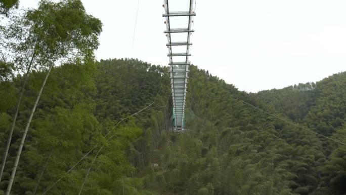 安徽省黄山市木坑竹海景区 竹子 玻璃栈道