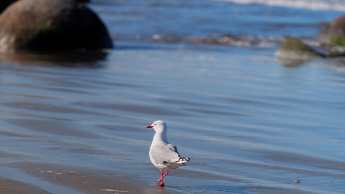 新西兰摩拉基大圆石海滩上的海鸟