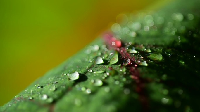 雨季时树叶上的大水滴