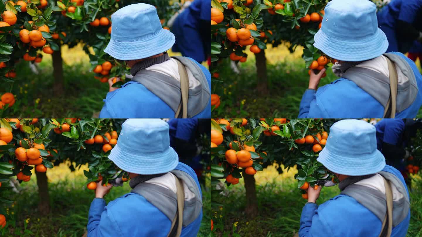 田间种植、橘子树和个人收获有机产品、橘子或可持续经营。农田，为花园，水果农场或天然食品供应链种植新鲜