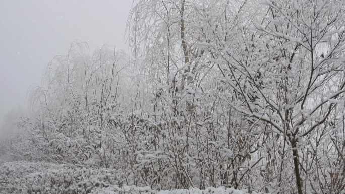 下雪天雪淞