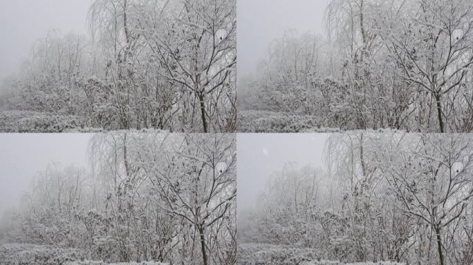 下雪天雪淞