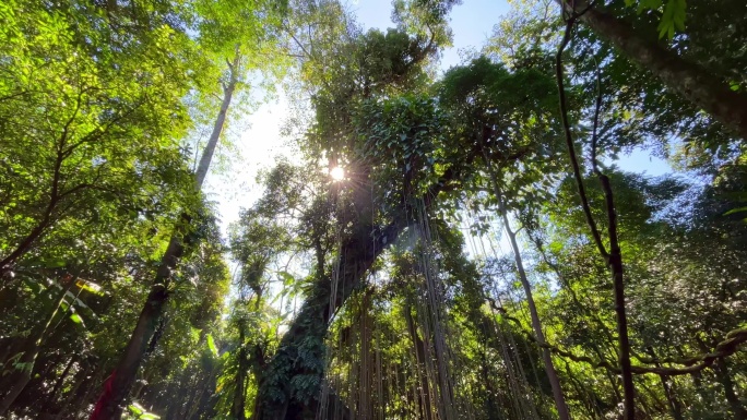 百年大树 热带雨林原始森林大树丛林