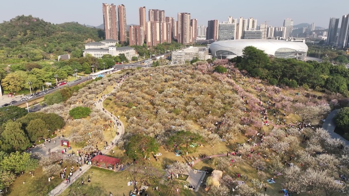 中国广东省广州市黄埔区市民广场梅花盛开