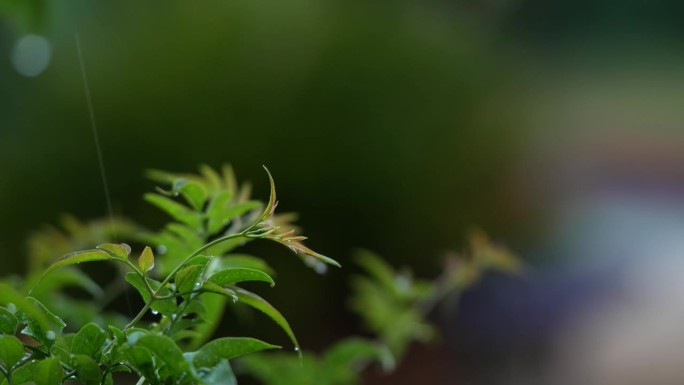 一场暴雨的4K视频，有闪电和雷声，可听和被动的雨滴声