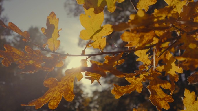 在雾蒙蒙的秋天橡树林中的阳光