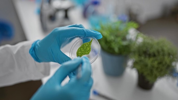 科学家在室内实验室的培养皿中检测绿叶