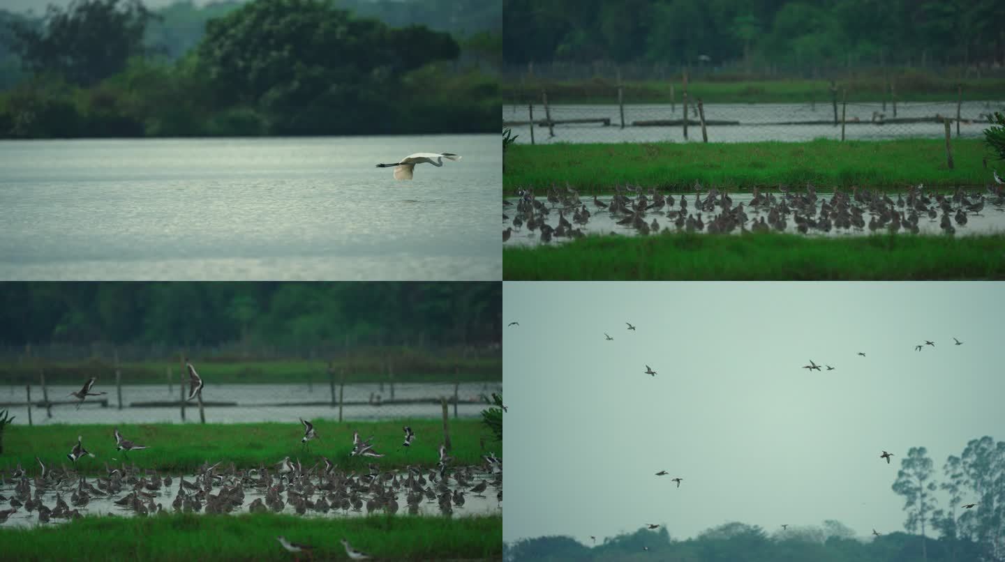 湿地水鸟栖息-升格动画