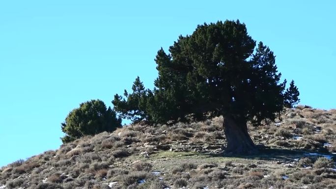 阿尔及利亚奥雷斯山区杰巴尔·艾尔·迈赫梅尔的杜松树