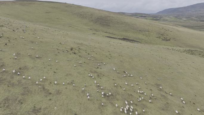 航拍牧场 羊群 草原