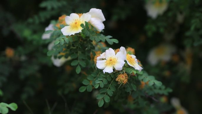 华北植物园中的蔷薇花