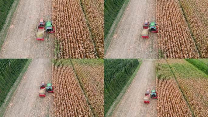 褐色的玉米因夏天的炎热而干枯，两辆拖拉机正在收割庄稼