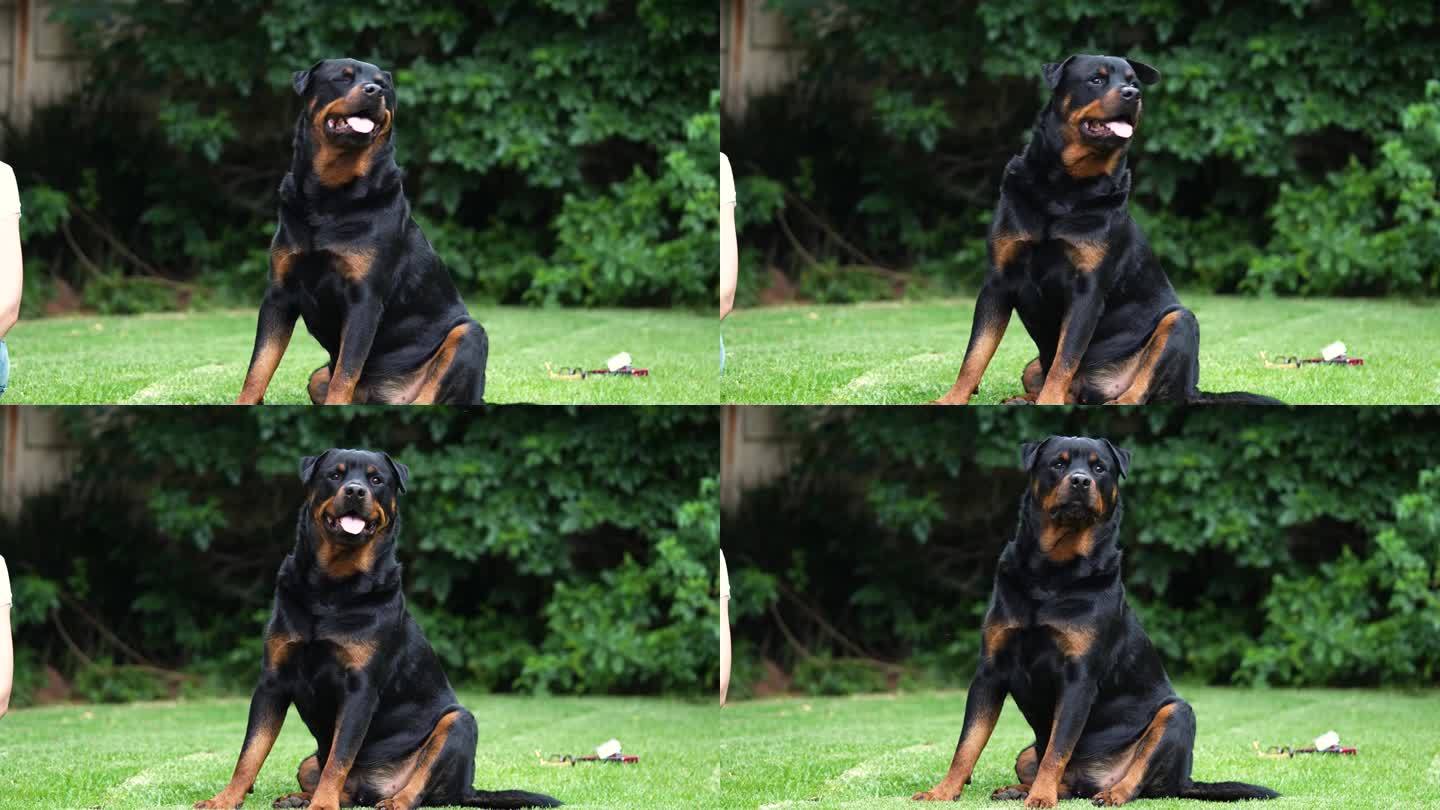 一个4K视频，一只骄傲的纯种罗威纳犬坐着立正