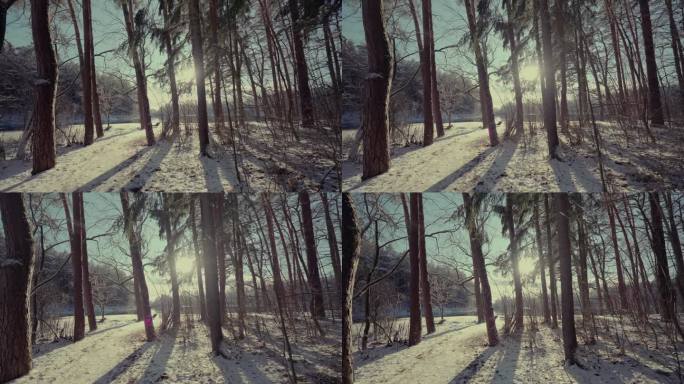冬天的森林里下雪了。湖。太阳。寒冷