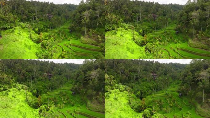 无人机俯瞰郁郁葱葱的Tegallalang水稻梯田和丛林，巴厘岛乌布