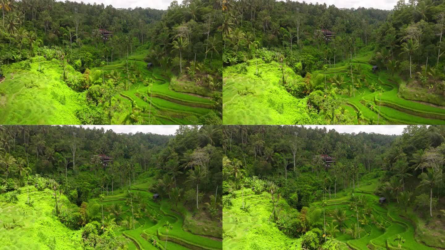 无人机俯瞰郁郁葱葱的Tegallalang水稻梯田和丛林，巴厘岛乌布