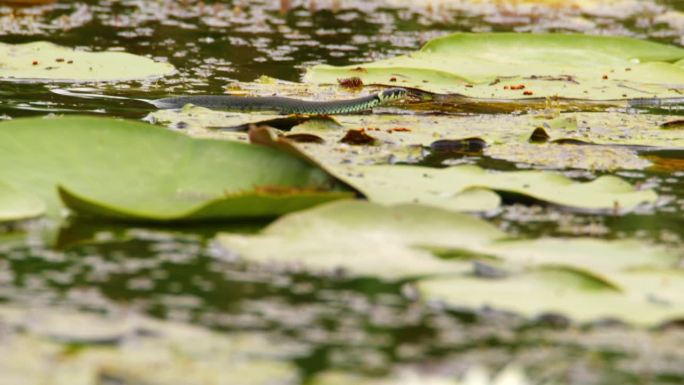 草蛇在池塘里睡莲的大叶子之间游来游去