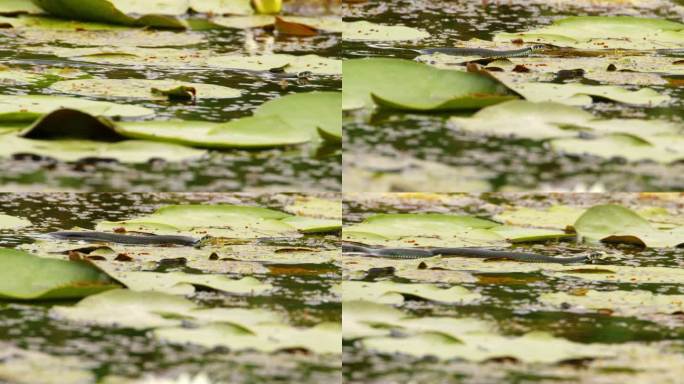 草蛇在池塘里睡莲的大叶子之间游来游去