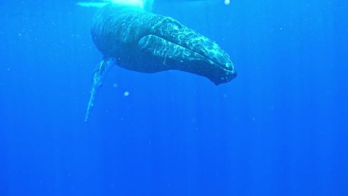 大型雄性座头鲸接近摄像机，然后转向一头母鲸和她的幼鲸