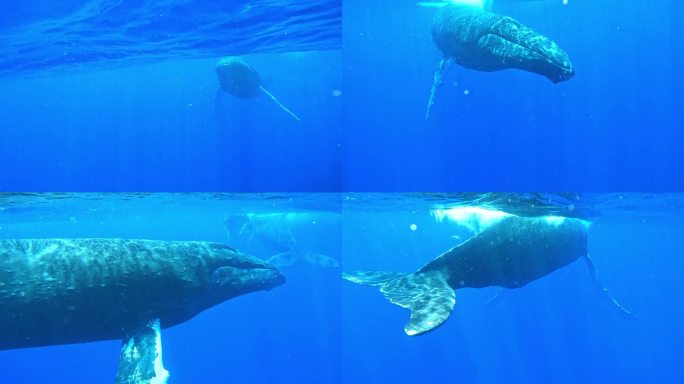 大型雄性座头鲸接近摄像机，然后转向一头母鲸和她的幼鲸