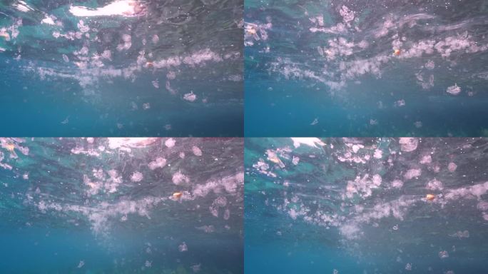 加勒比海的海鞘-超级慢动作4K 120fps