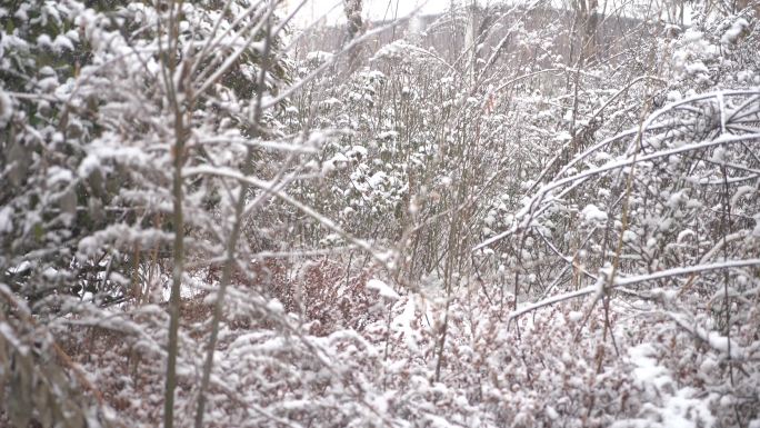 冬天大雪雪景下雪树叶积雪飘雪唯美4K特写