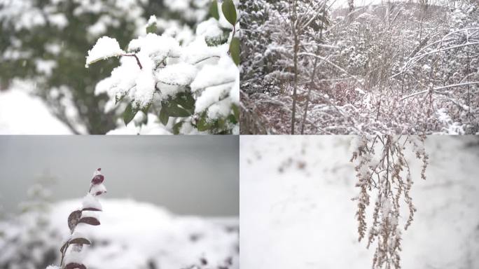 冬天大雪雪景下雪树叶积雪飘雪唯美4K特写