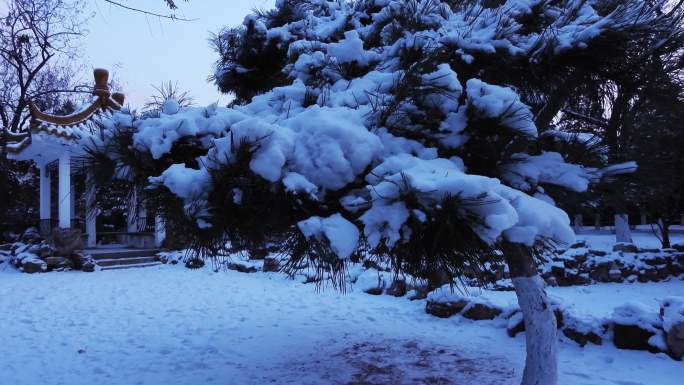 雪压青松