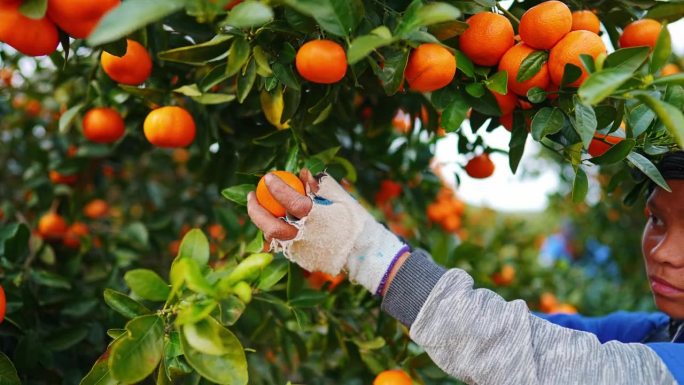 农场，妇女和橘子收获与树木，粮食和生产与可持续性，工人和决策。员工，采摘和种植柑橘水果，自然和农业在