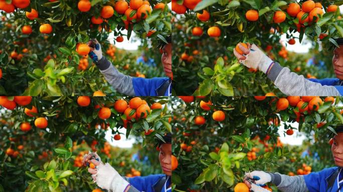 农场，妇女和橘子收获与树木，粮食和生产与可持续性，工人和决策。员工，采摘和种植柑橘水果，自然和农业在