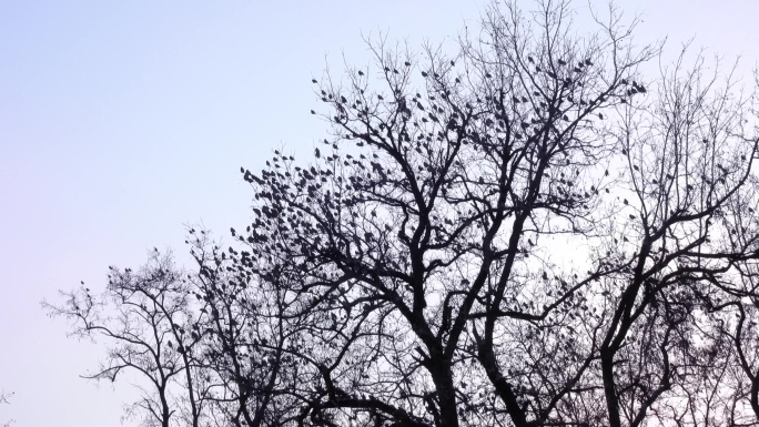 早晨满树小鸟