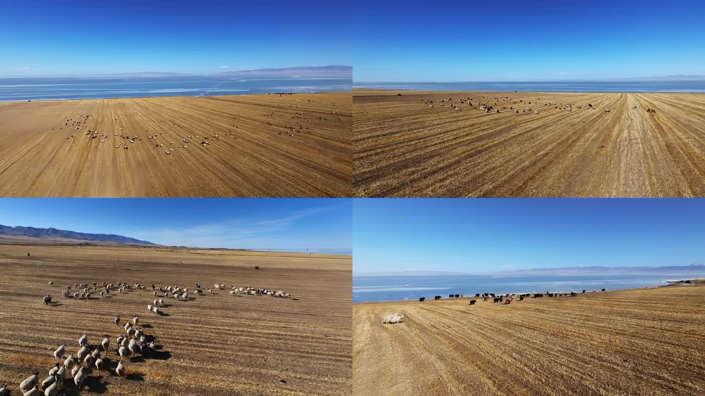 冬季青海湖景区牦牛和羊