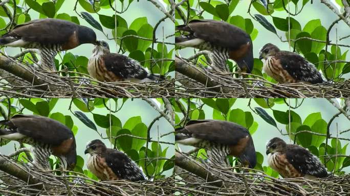 一只母凤头苍鹰正在巢顶上用猎物的鲜肉喂雏鸟