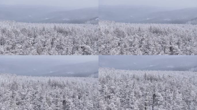 雾凇 冬 夕阳 呼伦贝尔 额尔古纳