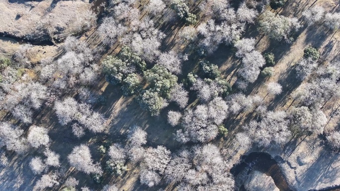 挂满白霜的盈江县诗蜜瓦底乡村风景