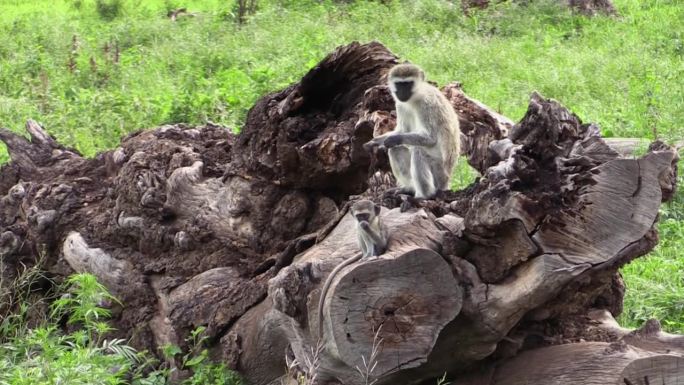 一只雌长尾猴在一棵倒下的树根上抱着一个婴儿。幼兽坐在成年兽的前面，都在啃一块树皮。长镜头显示了整棵树