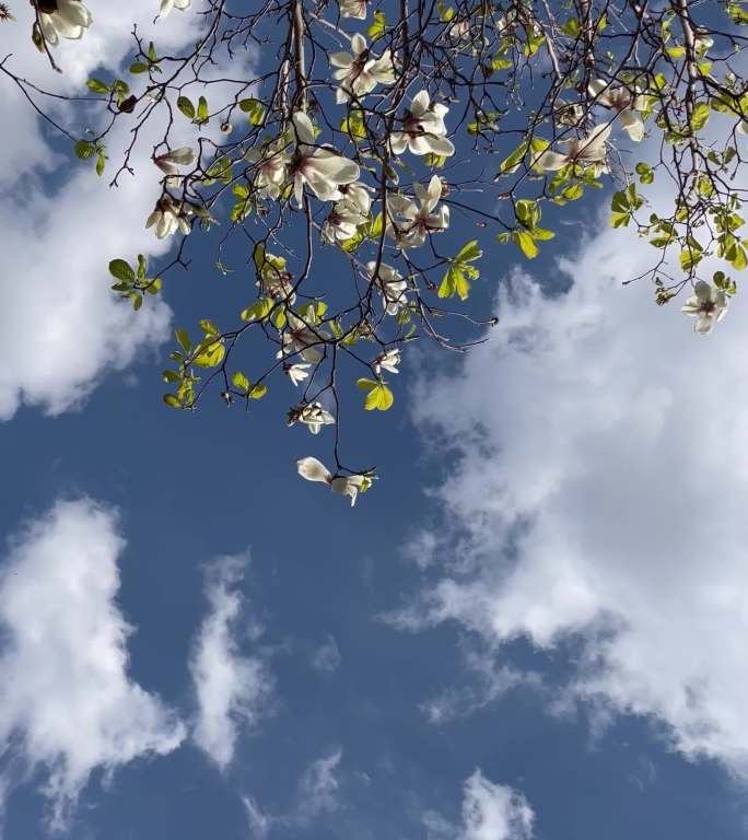 蓝天白云花朵空镜