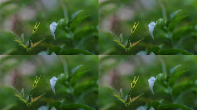 一场暴雨的4K视频，有闪电和雷声，可听和被动的雨滴声