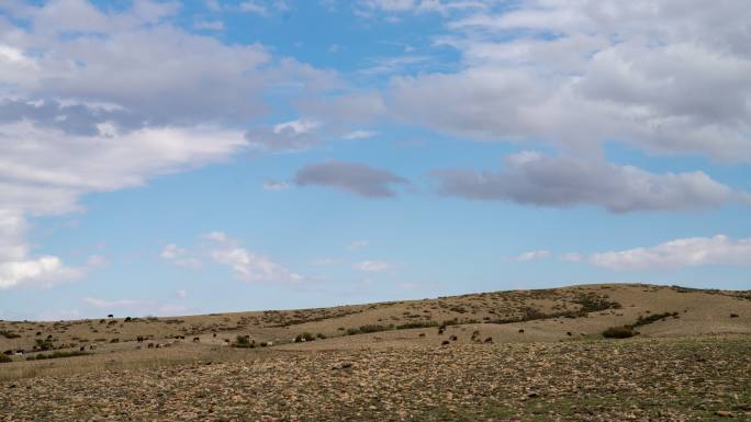 新疆 戈壁滩 羊群 蓝天 白云