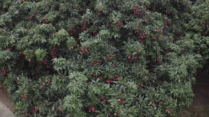 荔枝种植 荔枝 生态农业 荔枝树荔枝航拍