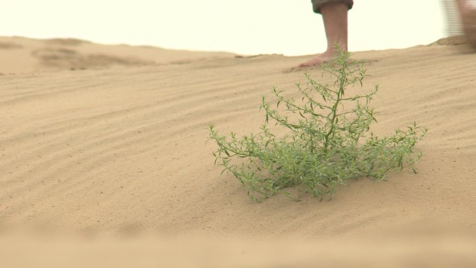 沙丘土地上有一棵小草 有人光脚走过