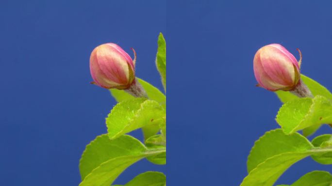 4k垂直延时的野生苹果树花开花，生长在蓝色的背景。海棠盛开的花。垂直延时9:16比例手机和社交媒体就