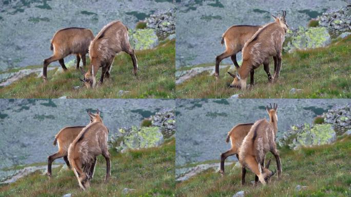 麂皮羚是阿尔卑斯高山草甸上放牧的野生动物