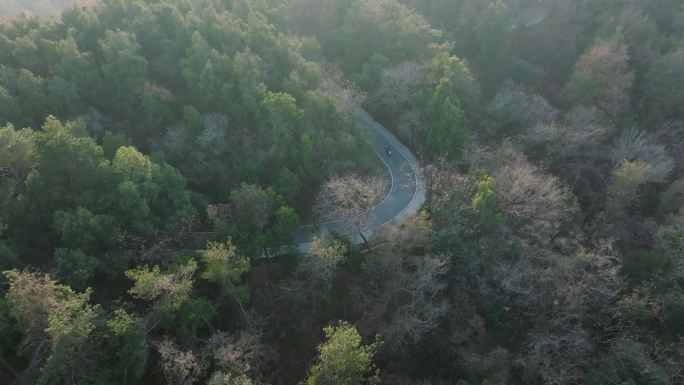 森林中的蜿蜒公路