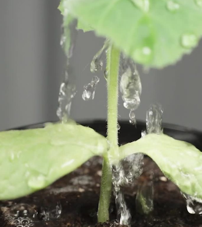 垂直视频。用迷你喷壶给自家种植的南瓜苗浇水。慢动作。