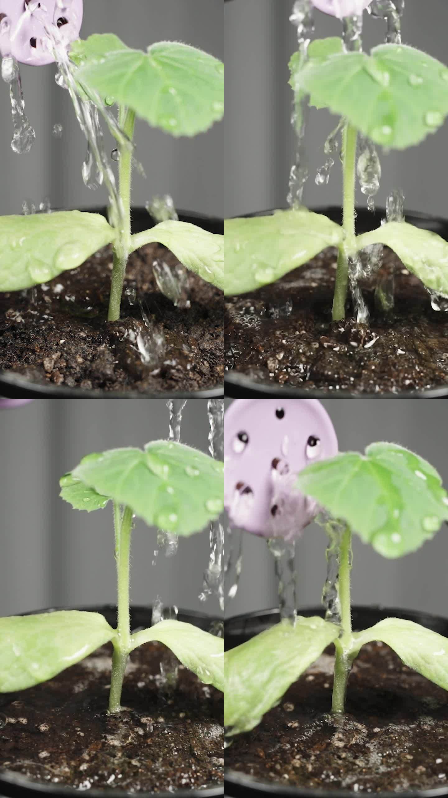 垂直视频。用迷你喷壶给自家种植的南瓜苗浇水。慢动作。
